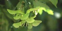 Arce campestre - Fruto (Acer campestris)