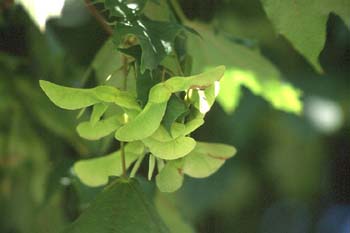 Arce campestre - Fruto (Acer campestris)