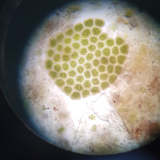 Del agua del Parque Tierno Galván. Sin clasificar