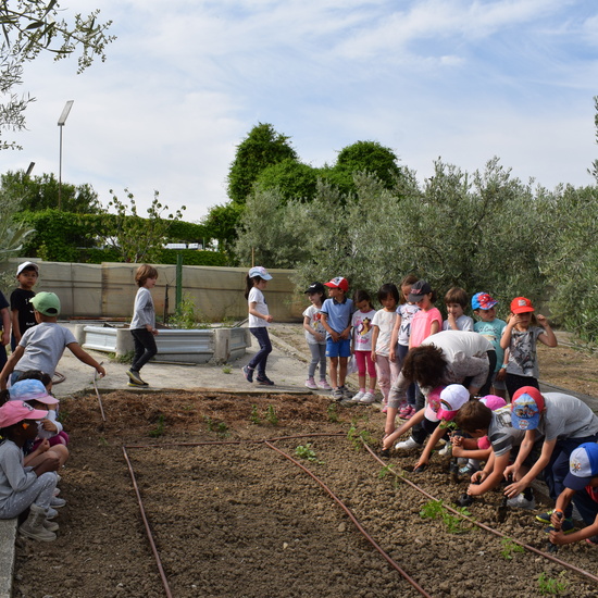Siembra Huerta Balta 5 años 2018 19