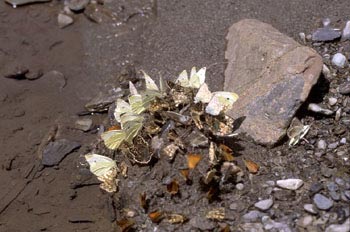 Bebedero de mariposas (Lepidoptera)