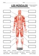 El sistema muscular . Sexto de Primaria