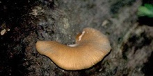 Pleurotus sp.