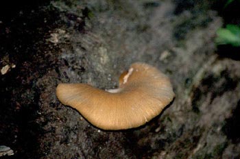 Pleurotus sp.