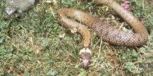 Culebra de collar (Natrix natrix)