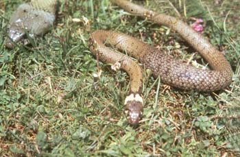 Culebra de collar (Natrix natrix)