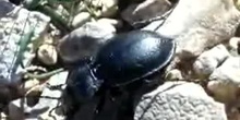 Cárabo ibérico (Carabus lusitanicus)