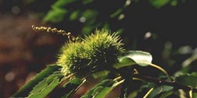 Castaño - Fruto (Castanea sativa)
