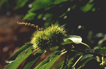 Castaño - Fruto (Castanea sativa)