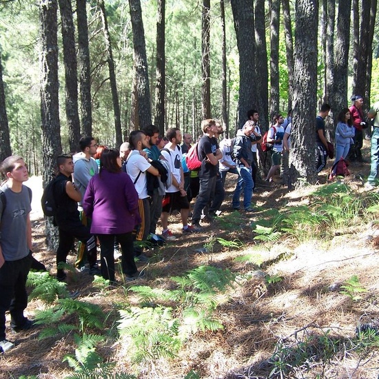 El castañar. El tiemblo 5