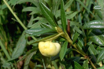 Agalla del rododendro