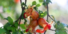 Granado - Fruto (Punica granatum)