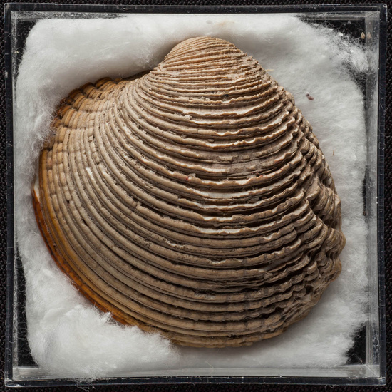 IES_ISABELLACATOLICA_BIOLOGIA_410