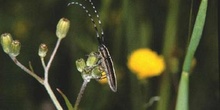 Longicornio de los cardos (Agapanthia cardui)