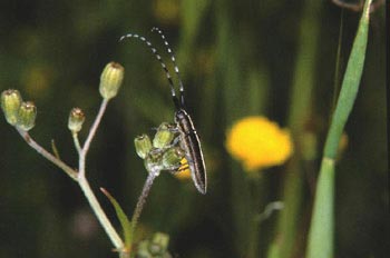 Longicornio de los cardos (Agapanthia cardui)