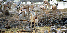 Gacelas en Etosha, Namibia
