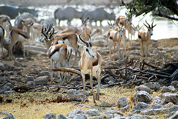 Gacelas en Etosha, Namibia