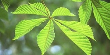 Castaño de Indias - Hojas (Aesculus hippocastanum)