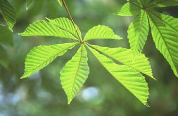 Castaño de Indias - Hojas (Aesculus hippocastanum)