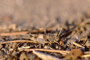 Saltamontes de alas azules (Oedipoda caerulescens)