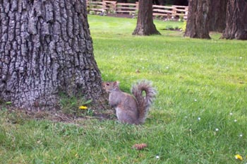 Ardilla, Parque Beacon Hill, Victoria