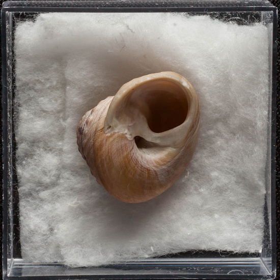 IES_ISABELLACATOLICA_BIOLOGIA_318