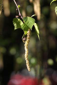 Abedul llorón - Flor (Betula pendula)