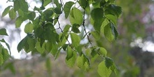 Olmo común - Hojas (Ulmus minor)