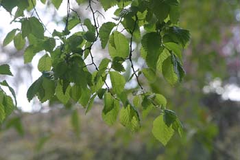 Olmo común - Hojas (Ulmus minor)