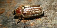 Escarabajo sanjuanero rayado (Anoxia australis)