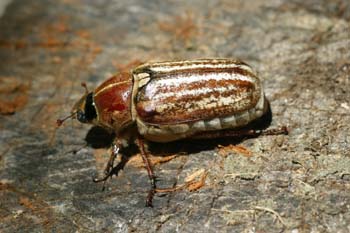 Escarabajo sanjuanero rayado (Anoxia australis)