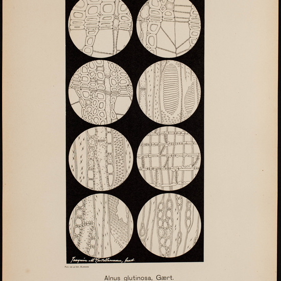 IES_CARDENALCISNEROS_BOTÁNICA_II_LÁMINAS_065