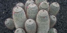 Mammillaria haageana