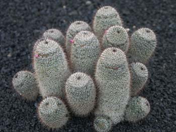 Mammillaria haageana