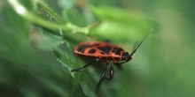 Chinche roja (Pyrrhocoris apterus)