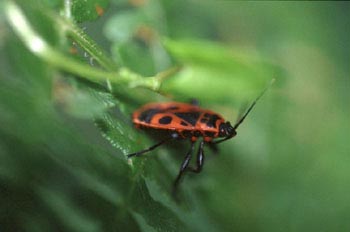 Chinche roja (Pyrrhocoris apterus)