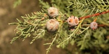 Ciprés de Arizona - Piñas (Cupressus arizonica)