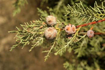 Ciprés de Arizona - Piñas (Cupressus arizonica)