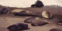 Lobos marinos del Sur, Argentina