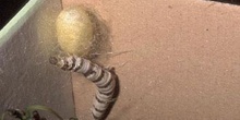 Mariposa de la seda - Oruga (Bombyx mori)