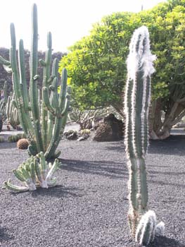 Pilosocereus palmeri
