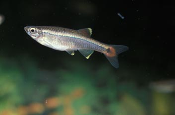 Neon chino (Tanichtys albonubes)