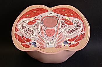 Sección inferior  tercio cadera