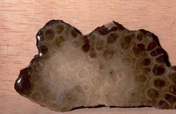 Exagonaria (Coral) Silúrico