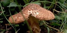 Parasol pardorojizo (Lepiota brunneoincarnata)