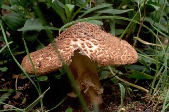 Parasol pardorojizo (Lepiota brunneoincarnata)