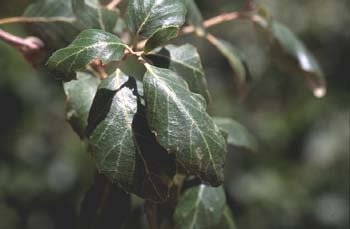 Alcornoque - Hoja (Quercus suber)