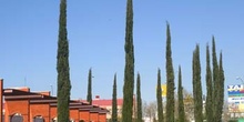 Ciprés - Porte (Cupressus sempervivens)