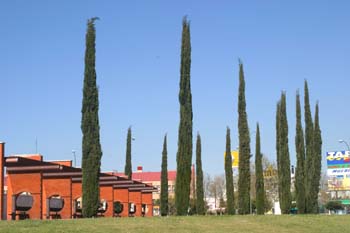 Ciprés - Porte (Cupressus sempervivens)