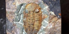 Morgatia hupei (Trilobites) Ordovícico